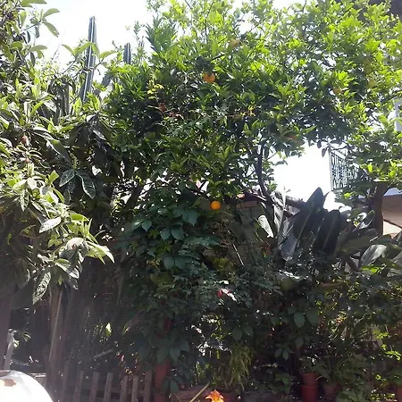 La Camelia *